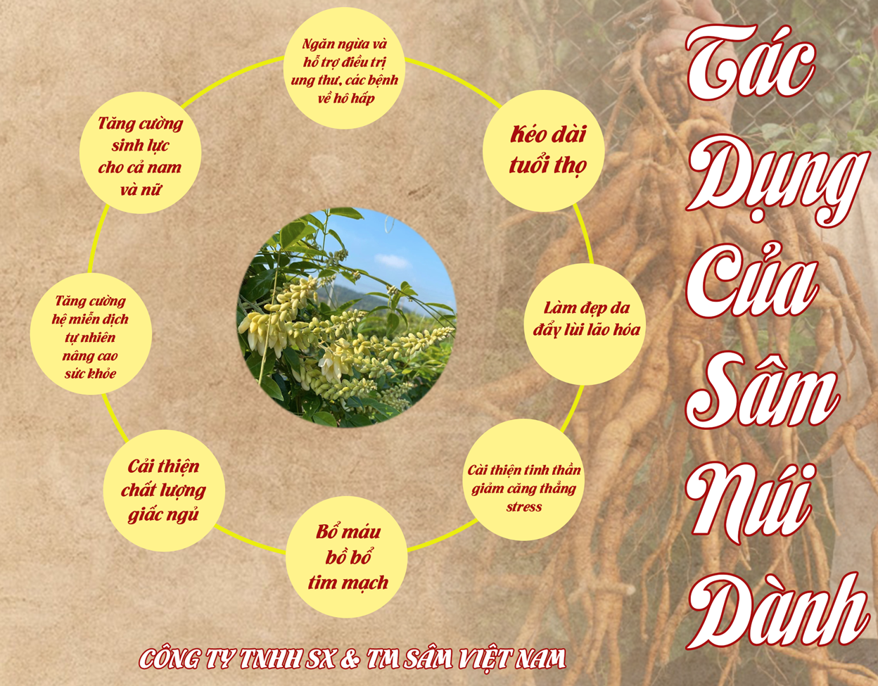 Sâm nam núi Dành