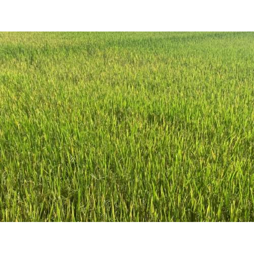 Gạo Hạt Ngọc Trời Thiên Vương 5 Kg - Gạo Thơm Đặc Sản