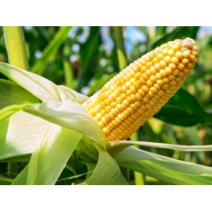 Bắp Non Đóng Hộp Antesco 425g - Đặc Sản An Giang