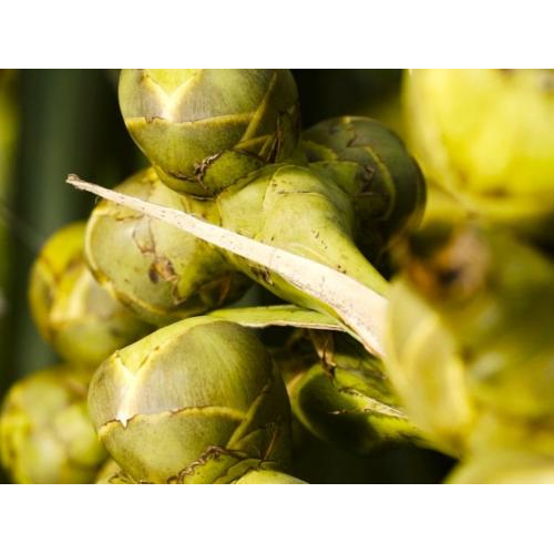 Công Ty Cổ Phần Palmania